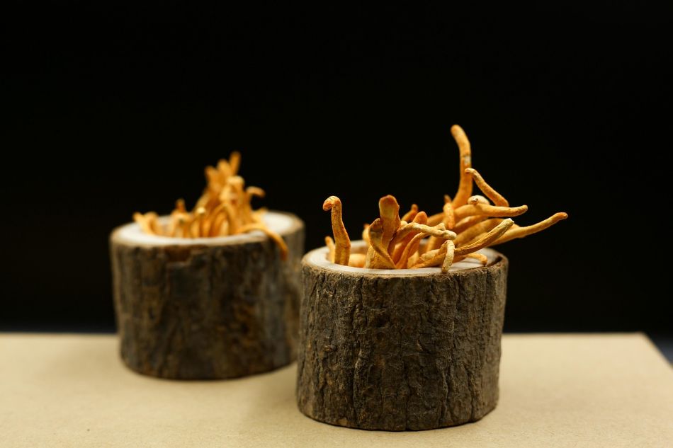 Cordyceps: Der Pilz, der die körperliche Leistungsfähigkeit steigert
